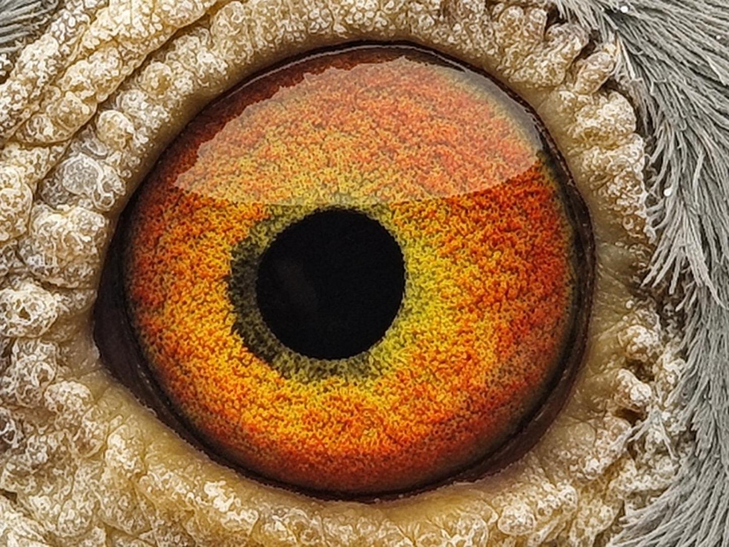 Pigeon eye